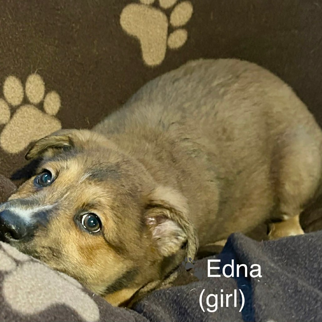 Mixed Breed