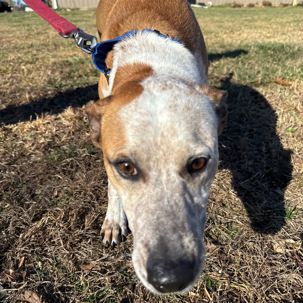Buster, photo 2