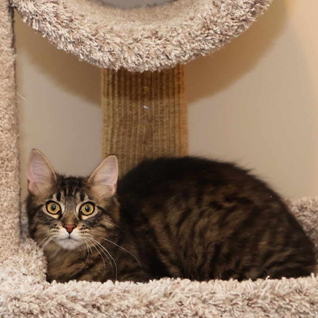 Taffy, photo 5