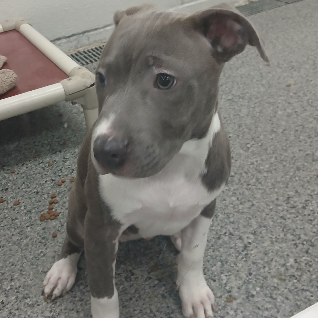 Sylvia — thumbnail 2