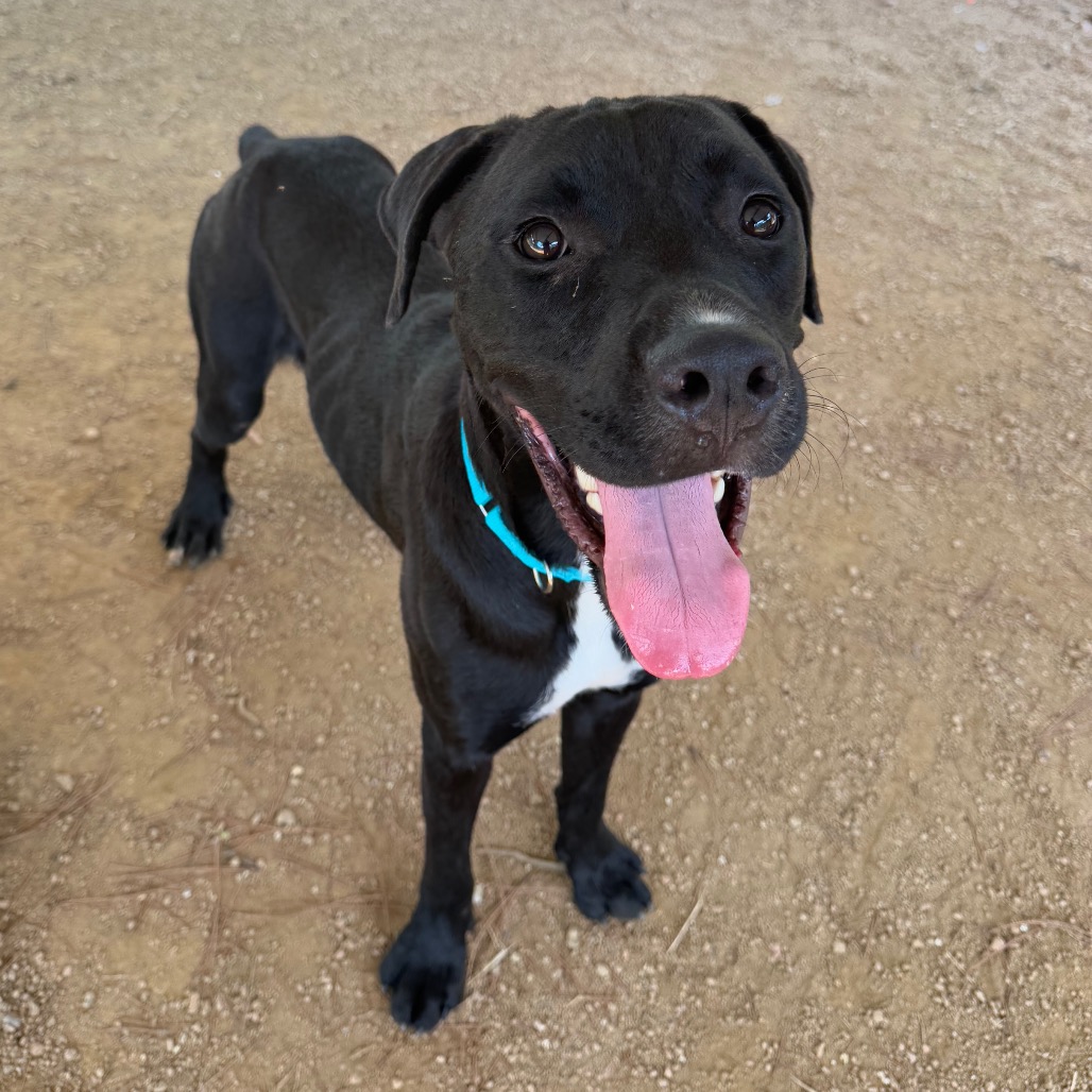 EEYORE - Retriever, Black Labrador / Boxer available for adoption