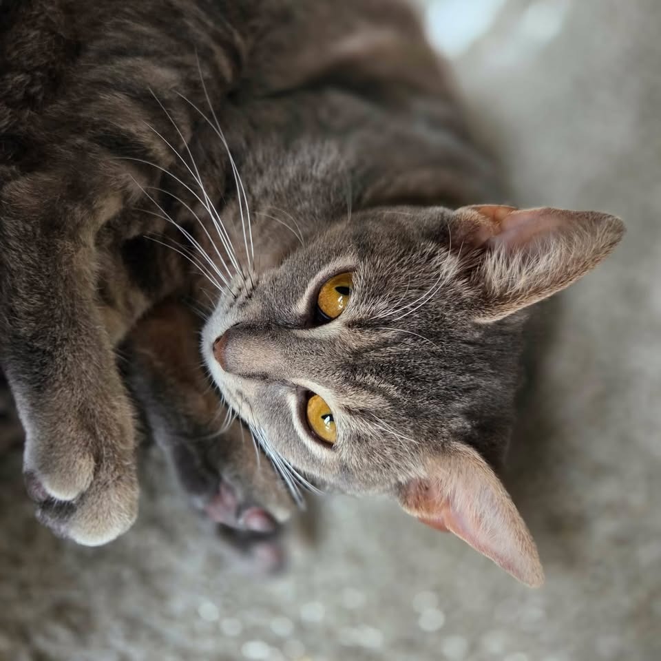 NANCY (BONDED WITH OLGA) - Domestic Shorthair available for adoption