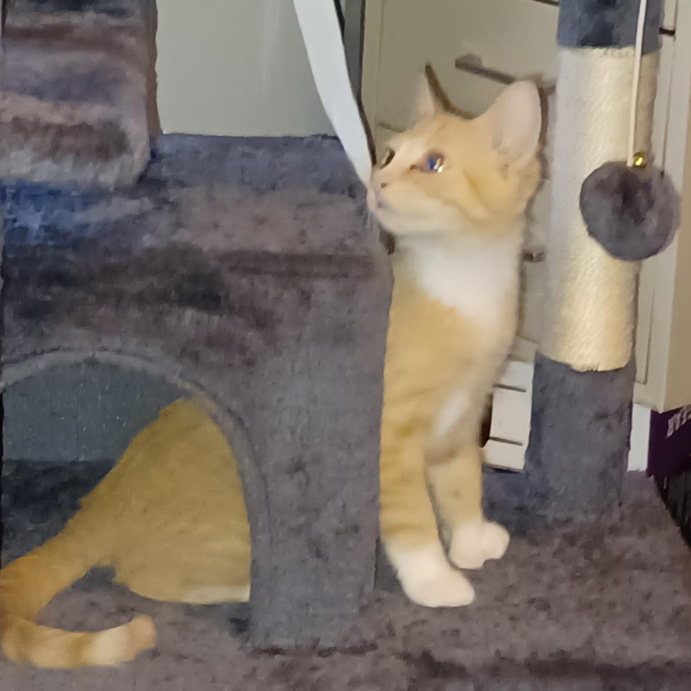 Mittens, available for adoption