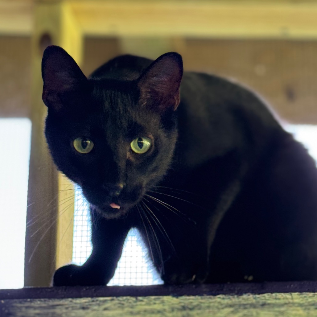 Banjo, photo 6