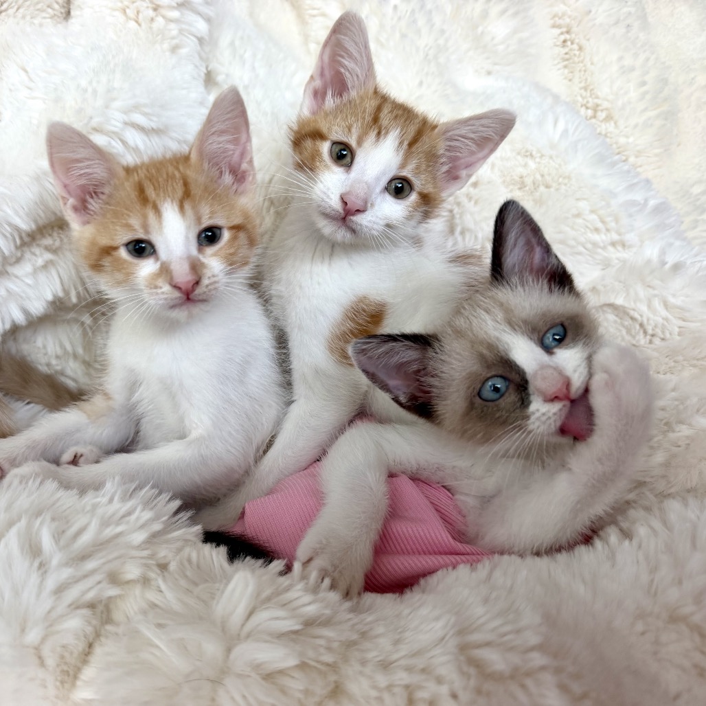 MOE - Domestic Shorthair available for adoption
