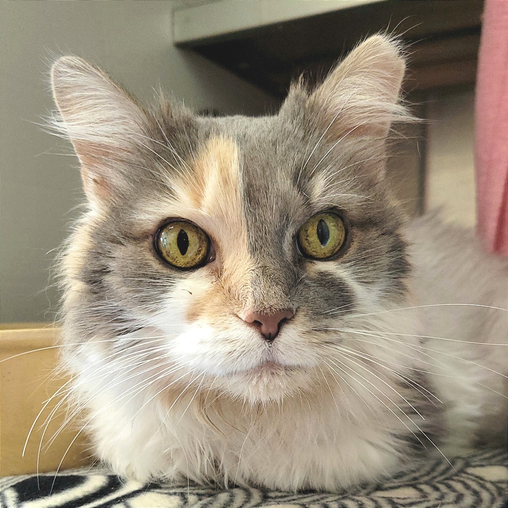 Miss Kitty, photo 3