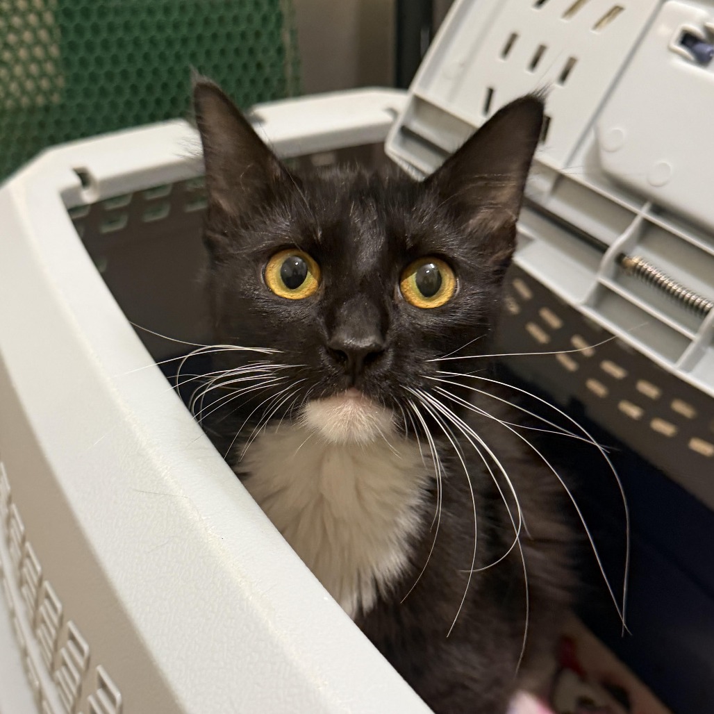 LANI - Domestic Medium Hair available for adoption