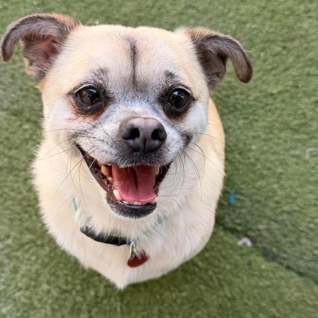 Otis