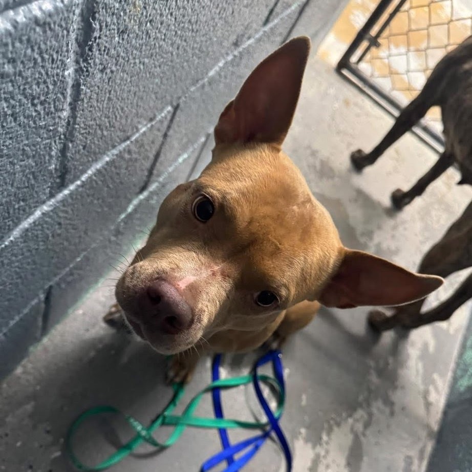 Piggy — thumbnail 5