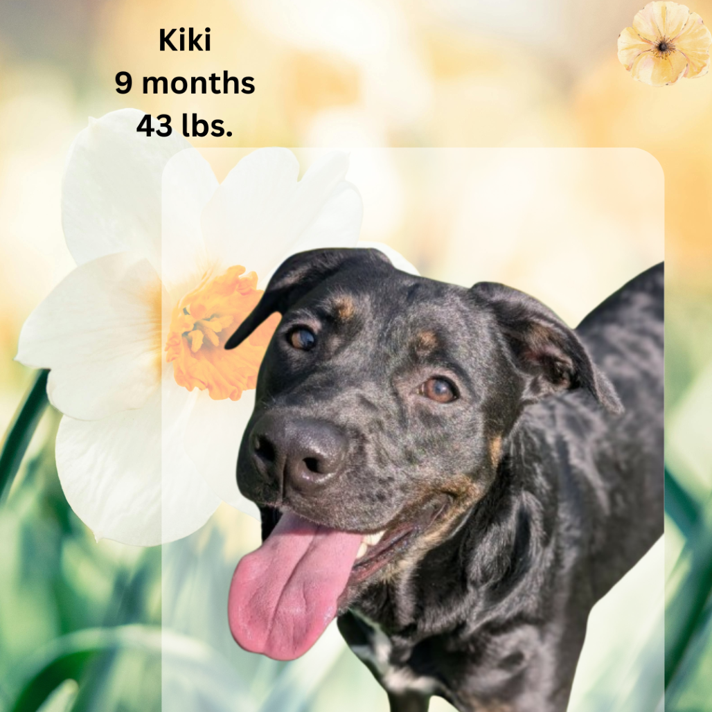 Kiki, photo 3
