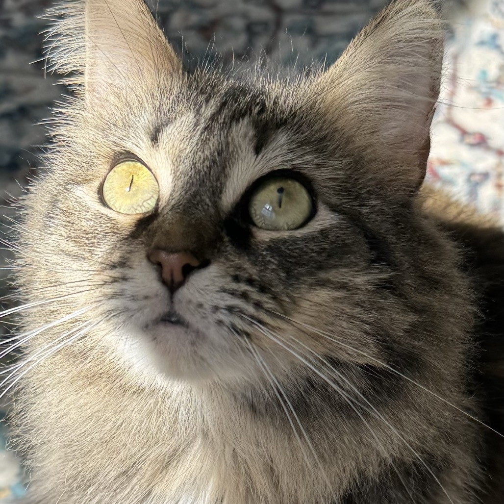 SYLIVIA "SYLZ" - Domestic Medium Hair / Domestic Medium Hair available for adoption