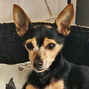 Chico, a Chihuahua