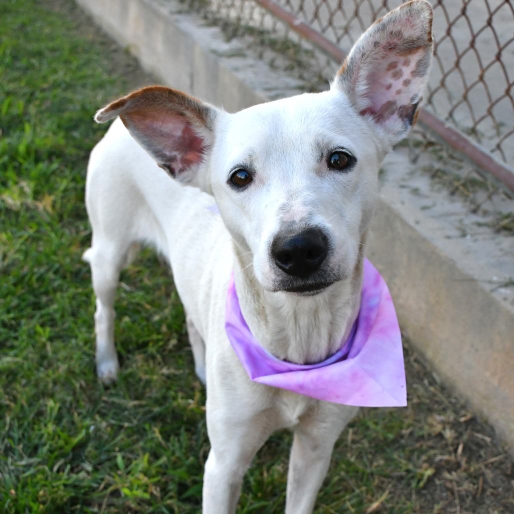 LUCILLE - Shepherd / Mixed Breed (Medium) available for adoption