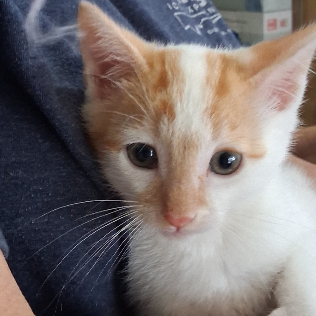 Butterscotch, photo 2
