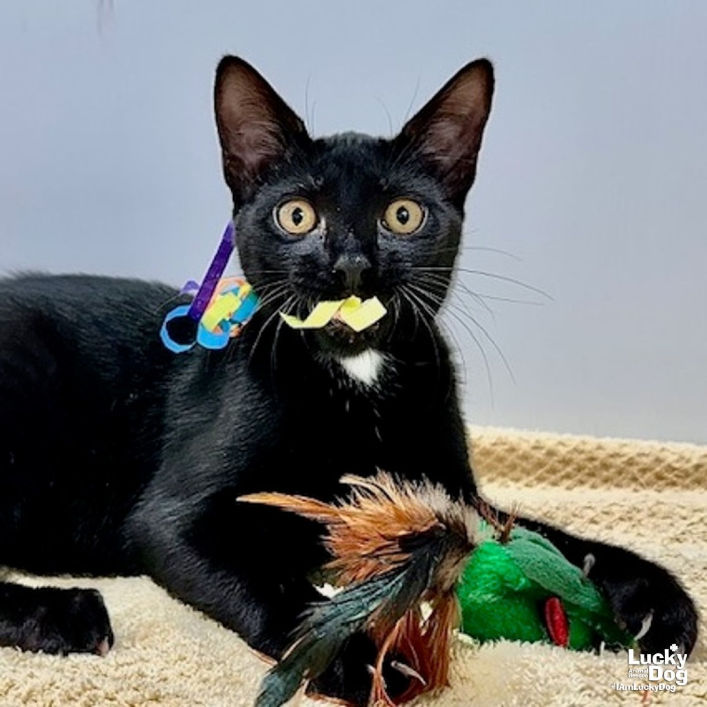 WILBUR - Domestic Shorthair available for adoption