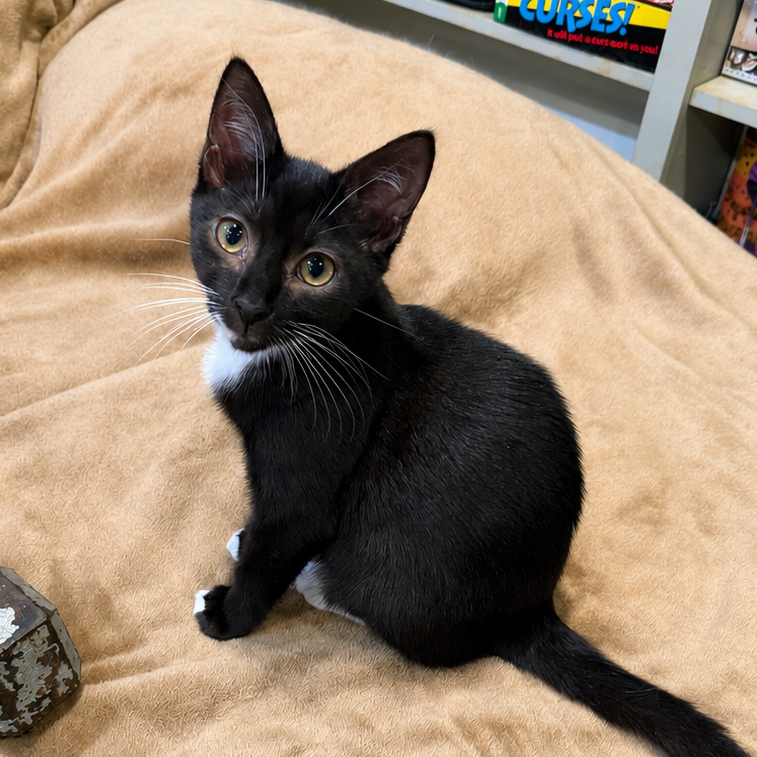 JANE - Domestic Shorthair available for adoption