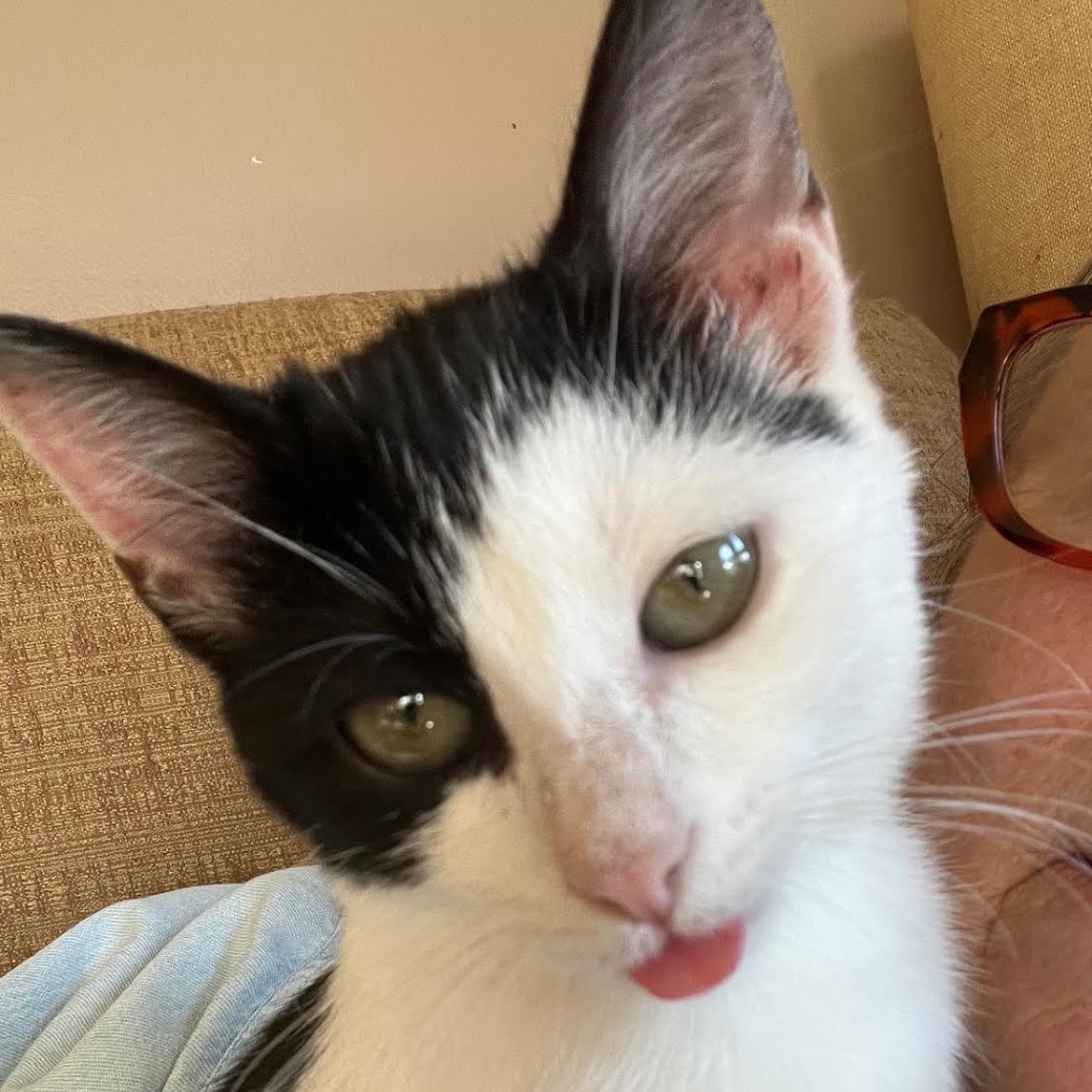ANGEL - Domestic Shorthair available for adoption