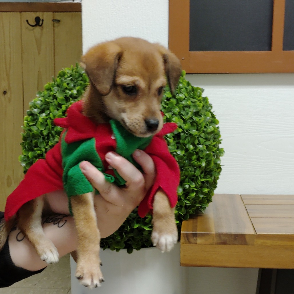 Cooper photo 5