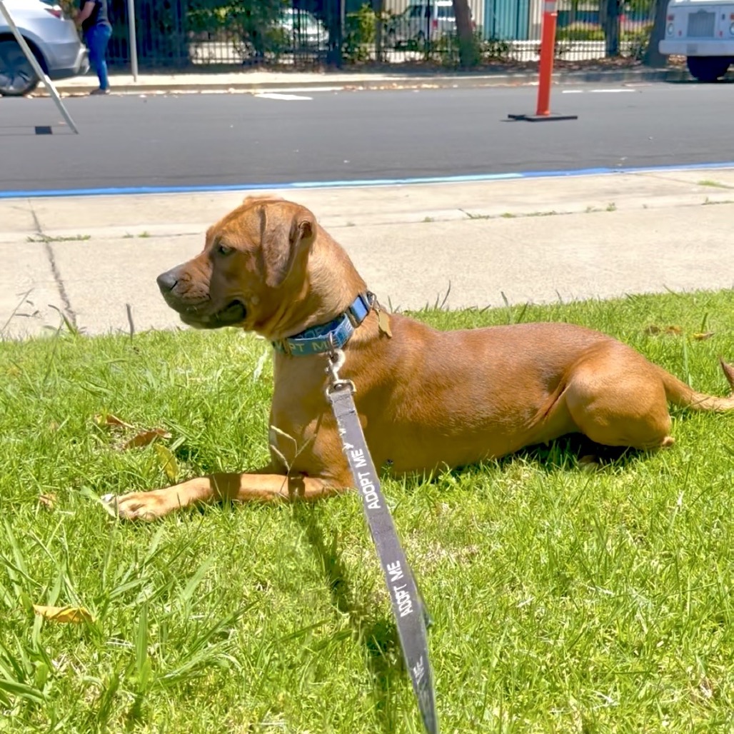 LULU (2), photo 5