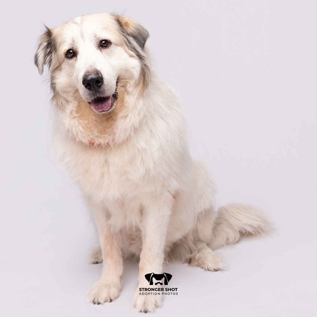 Absol, adoptable senior Pyrenees, Great / Pyrenees, Great