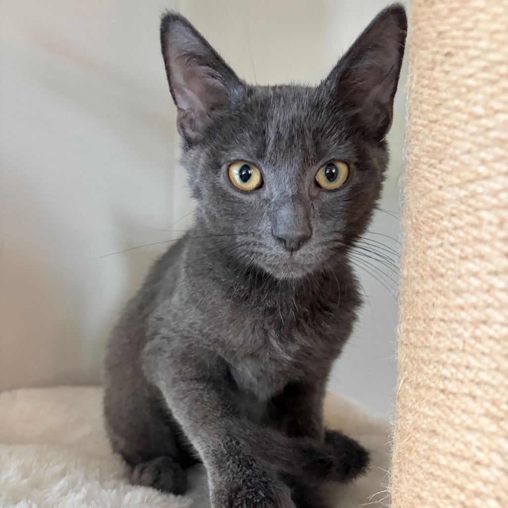 ZOLA - Domestic Shorthair available for adoption