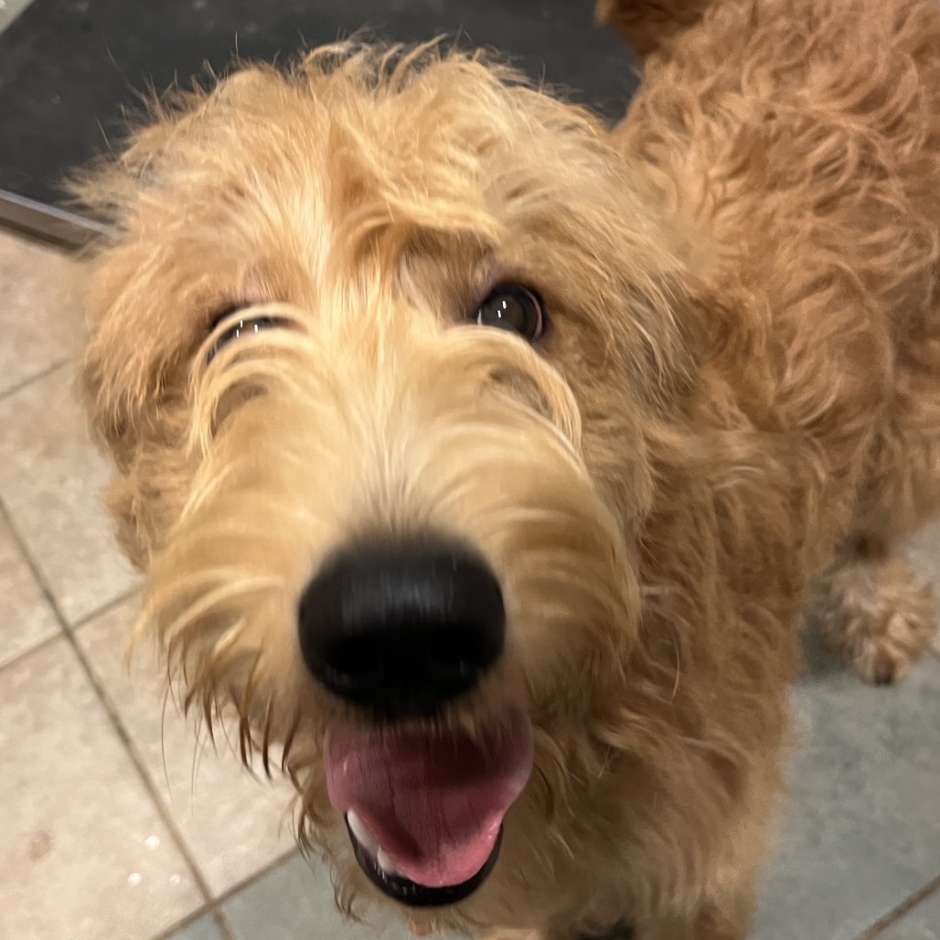 Bowie — thumbnail 7