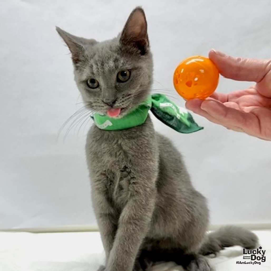 JONNY - Domestic Shorthair available for adoption