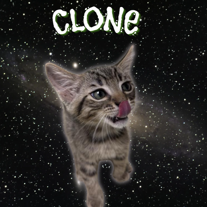 CLONE - Domestic Shorthair available for adoption