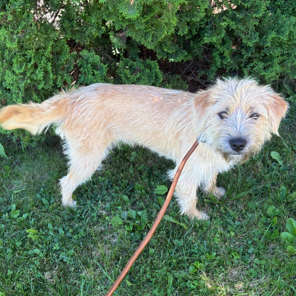 Danielle is available for adoption at Operation Paws for Homes