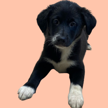 Hera