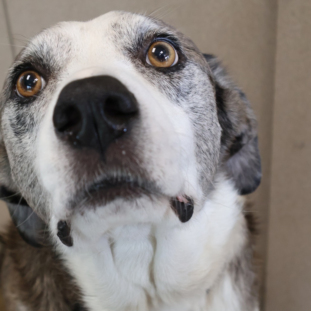 Pongo, photo 12