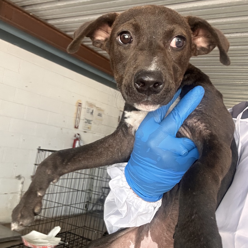 DAVINA - Shepherd available for adoption