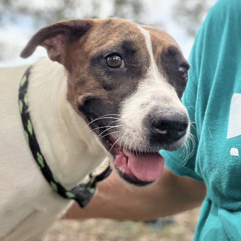 LADYBUG - Mixed Breed (Medium) available for adoption