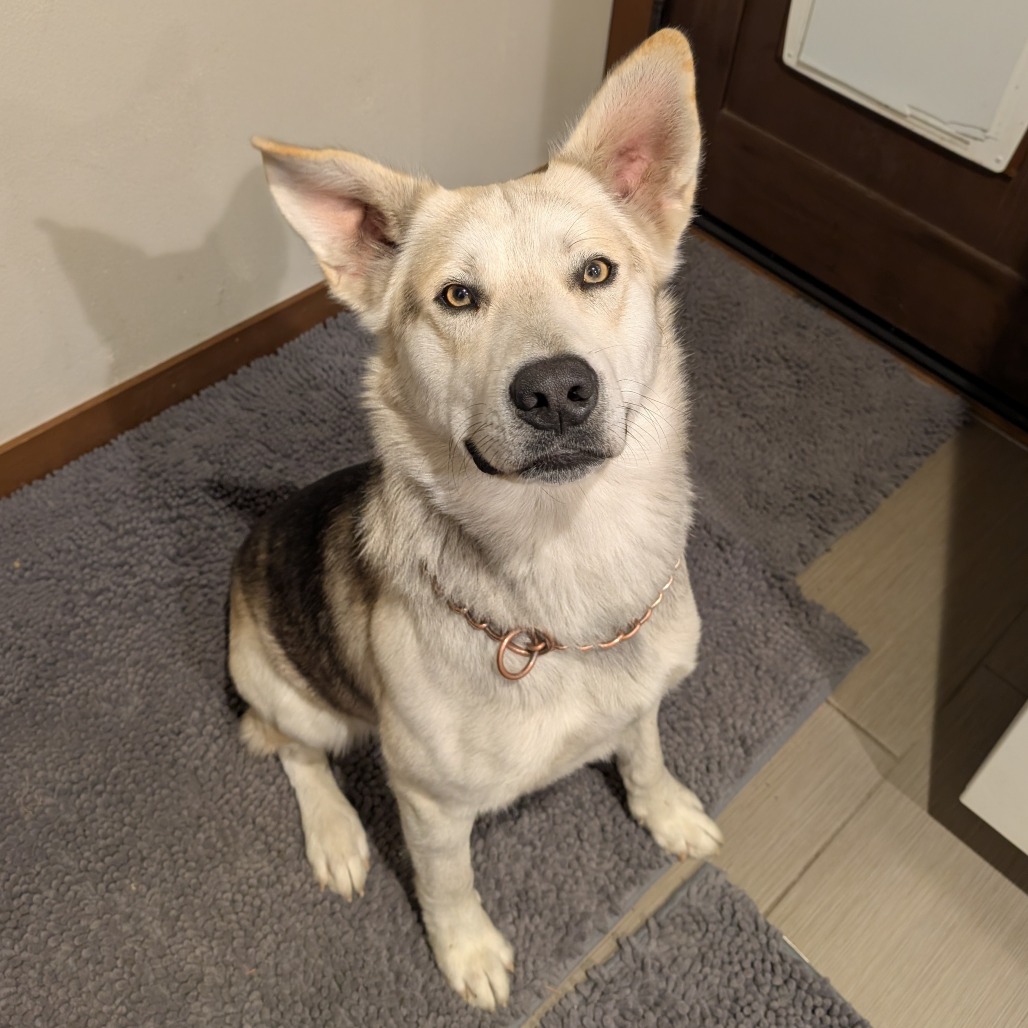 Bagel