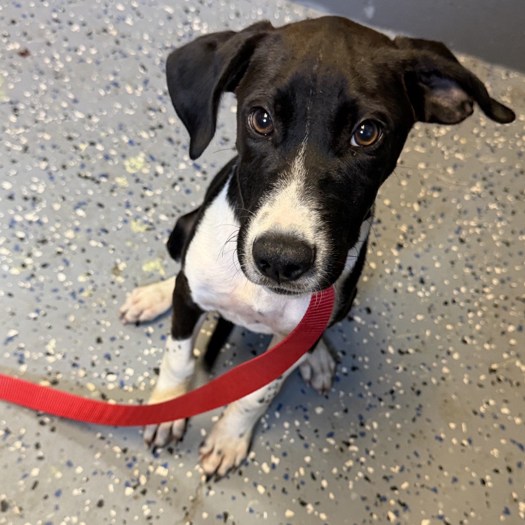 Tusc Stray 84882 2