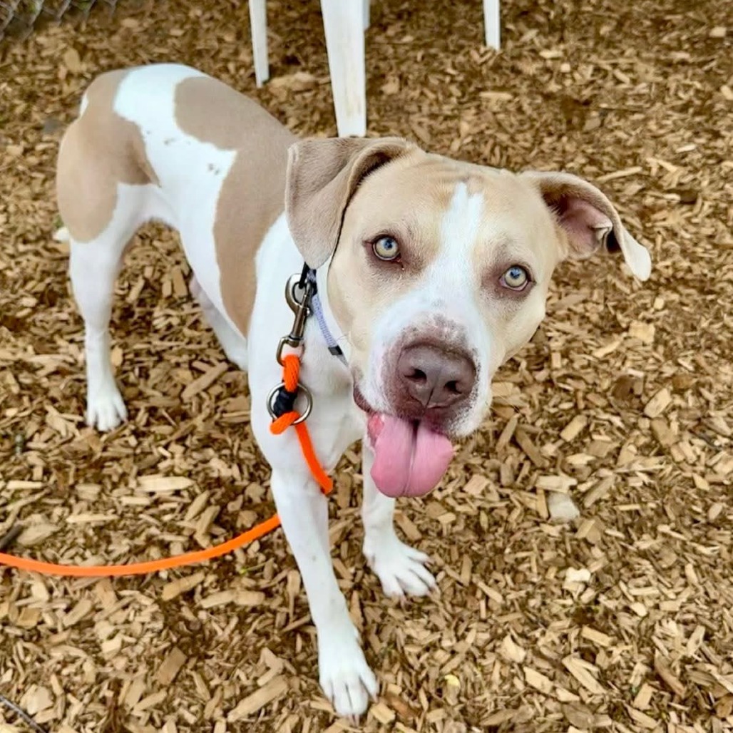 Tyson