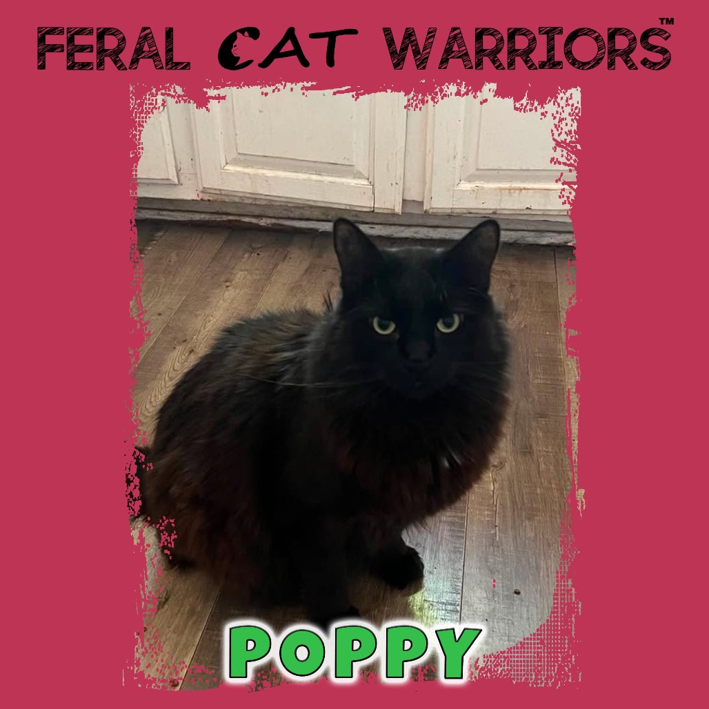 Poppy