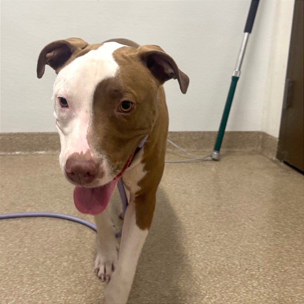 SUNNY - Terrier, American Staffordshire / Mixed Breed (Medium) available for adoption