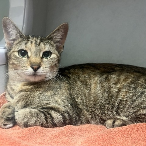 SYBIL SPOOKS - Domestic Shorthair available for adoption