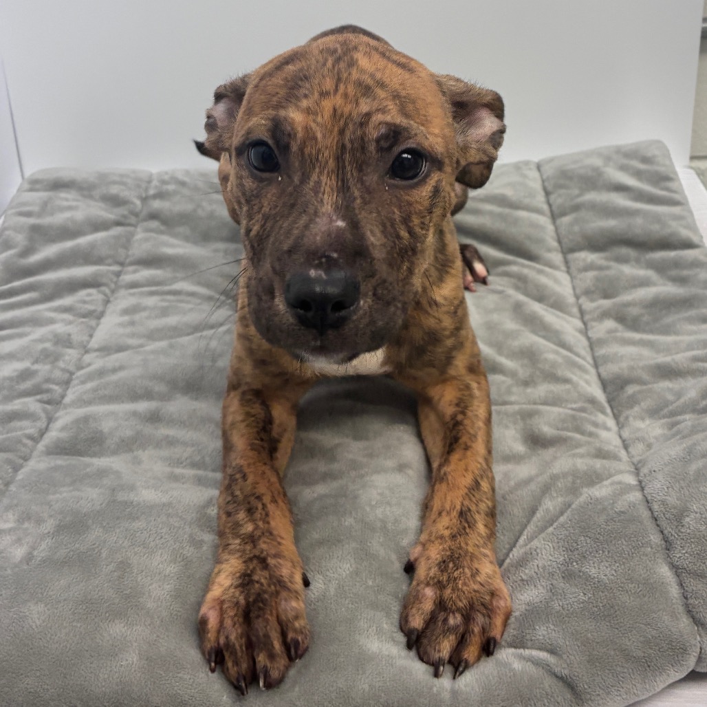 BIANCA - Terrier / American Pit Bull available for adoption