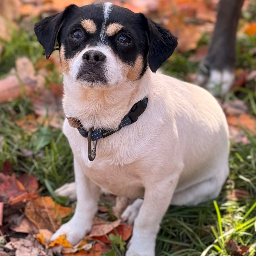 MYA