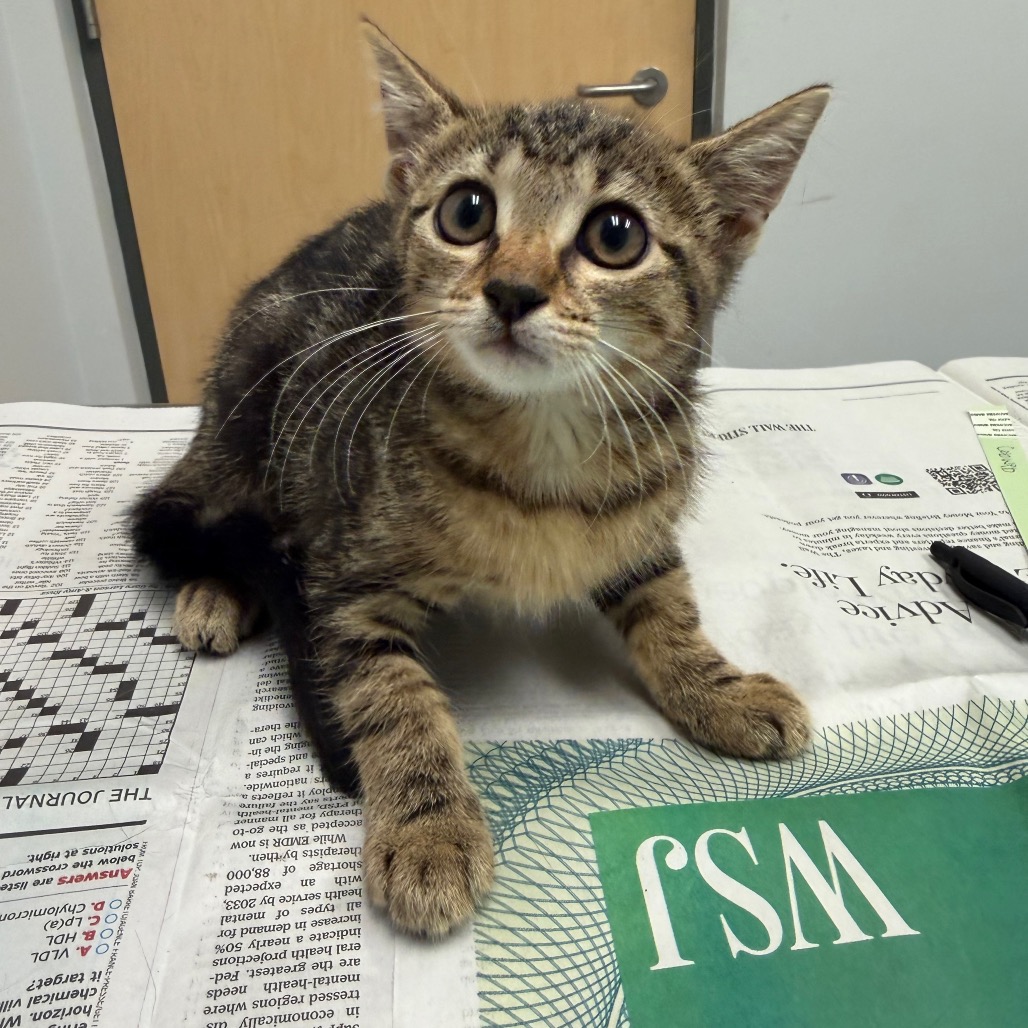 COBWEB - Domestic Shorthair available for adoption