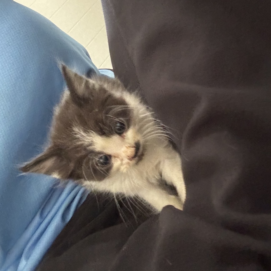 ABEL - Domestic Medium Hair available for adoption