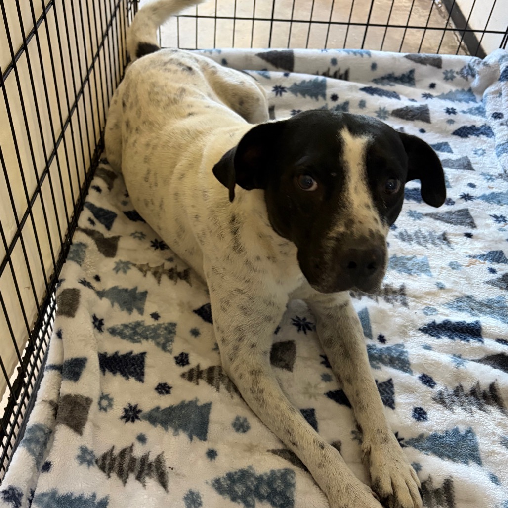 Dandelion, an adoptable dog at SPCA-BC