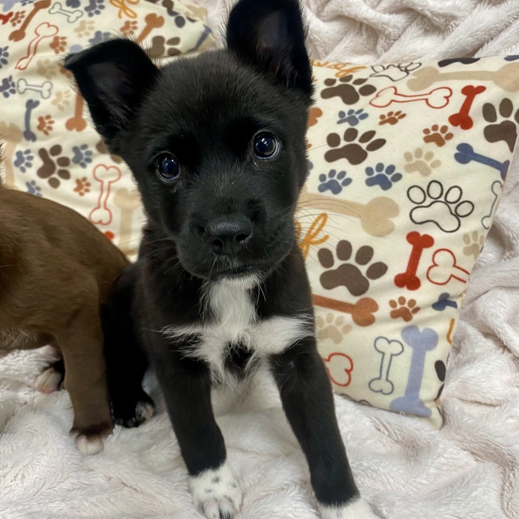 HORCHATA - Mixed Breed (Medium) available for adoption