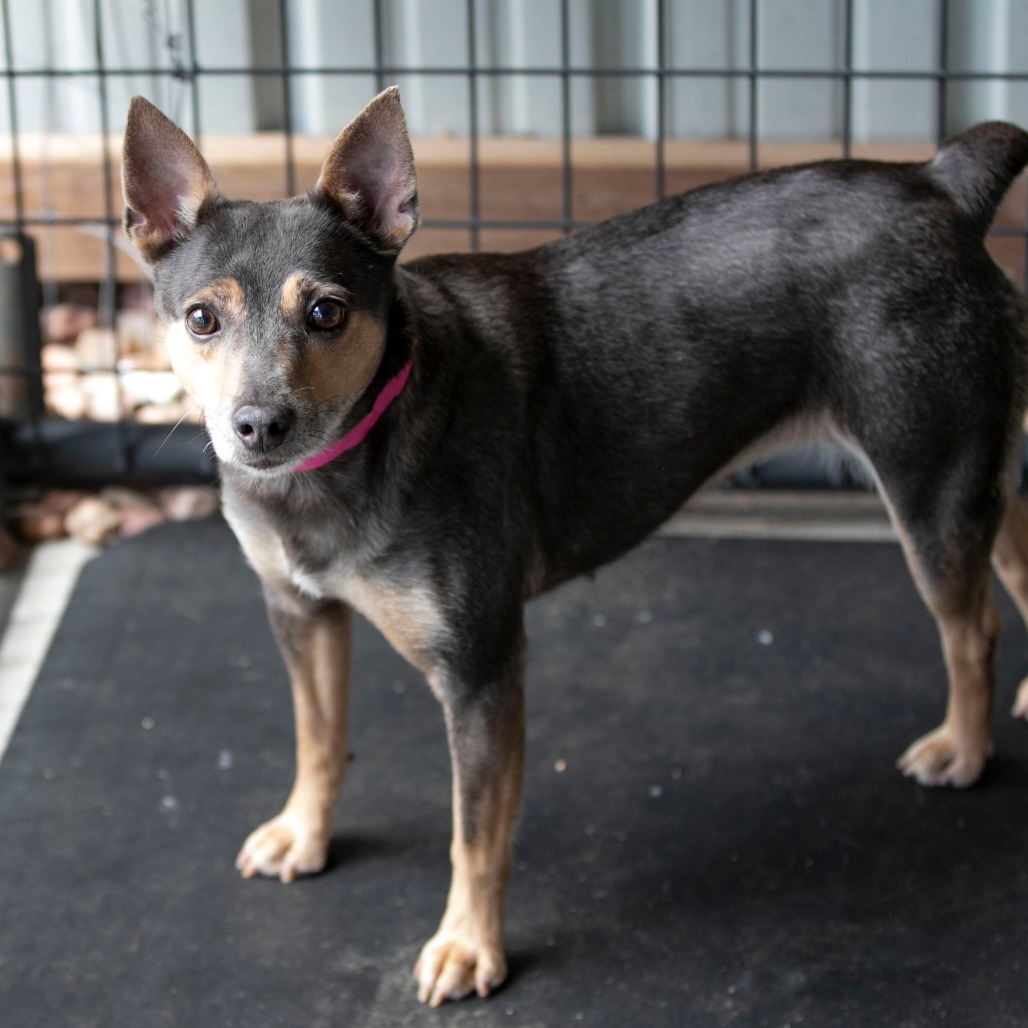 SEEKER (AG26-25) - Terrier / Rat available for adoption
