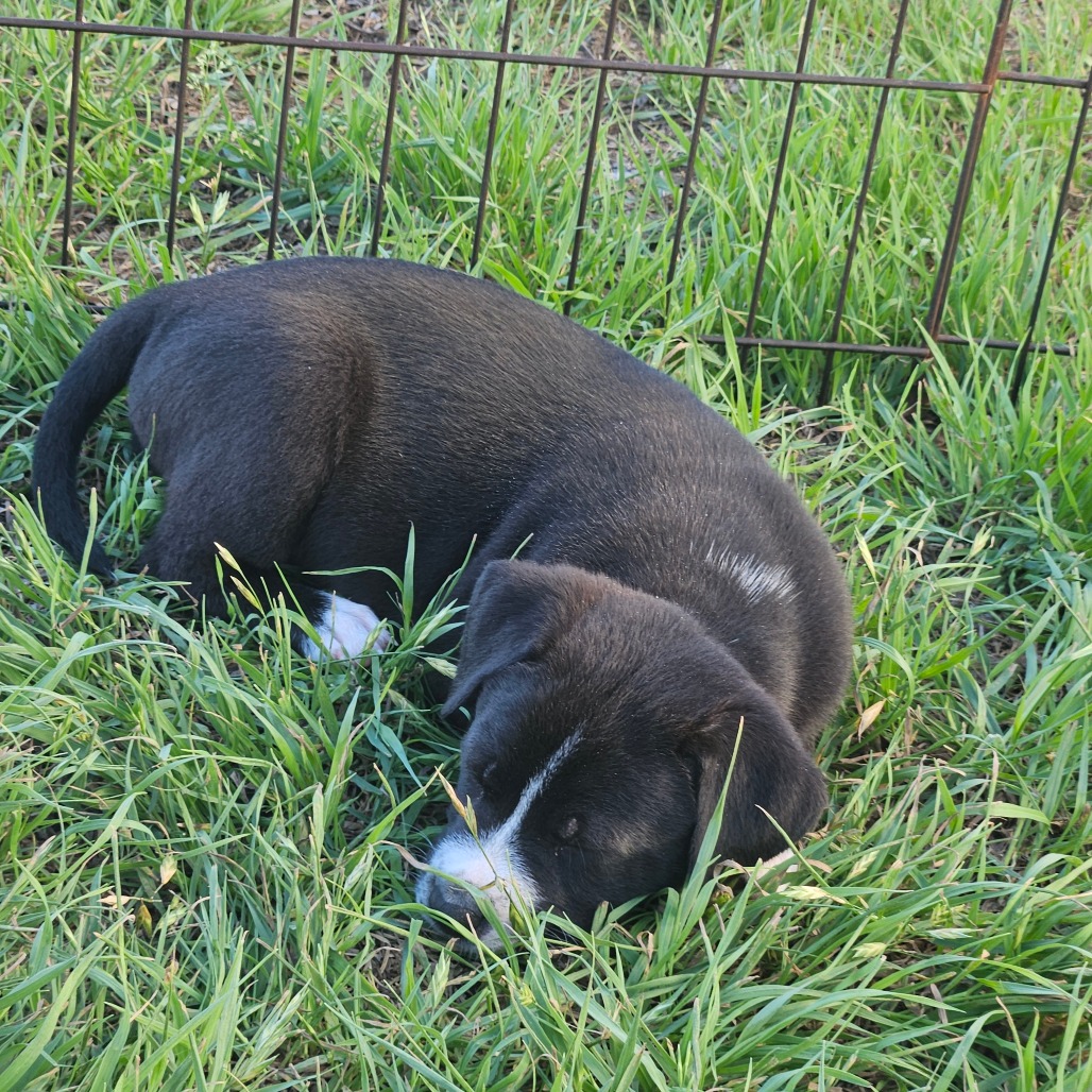 Cocoa Puff — thumbnail 7