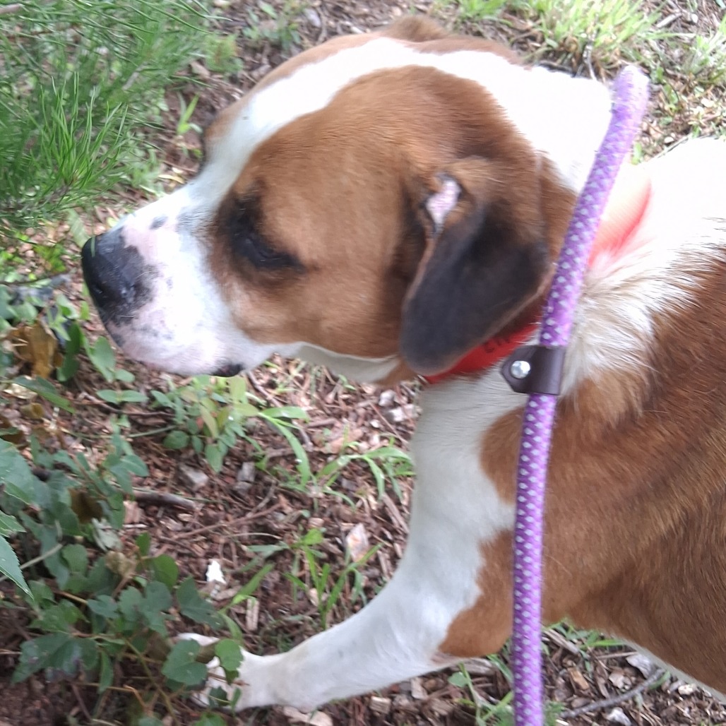 Basil, photo 6