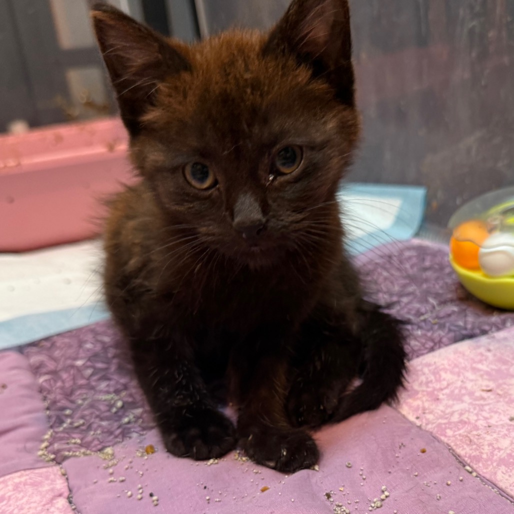 MOCA - Domestic Shorthair available for adoption
