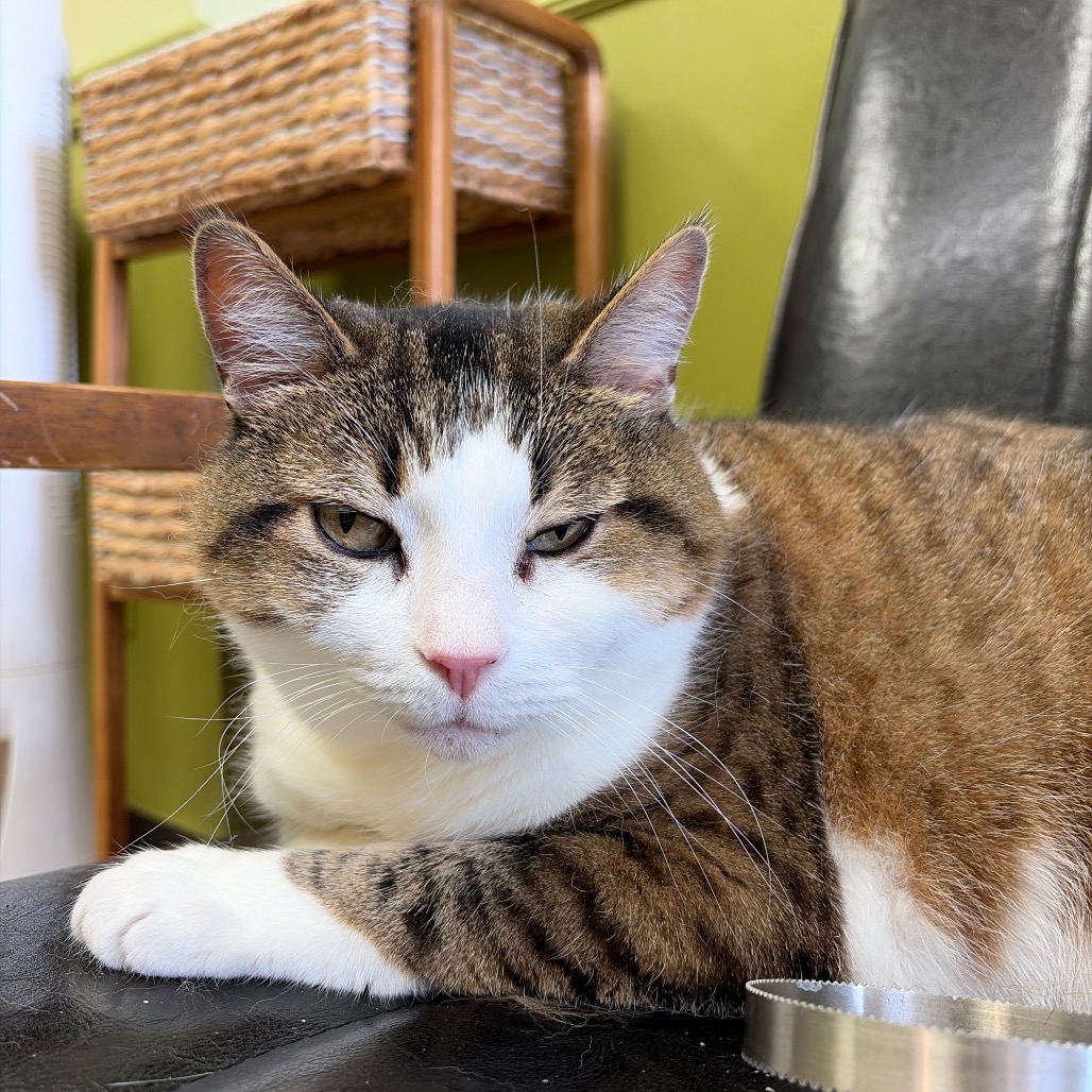 Annie "Her Royal Highness" Lump, photo 5